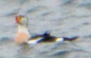 King Eider - ML284232321