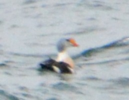 King Eider - ML284232331