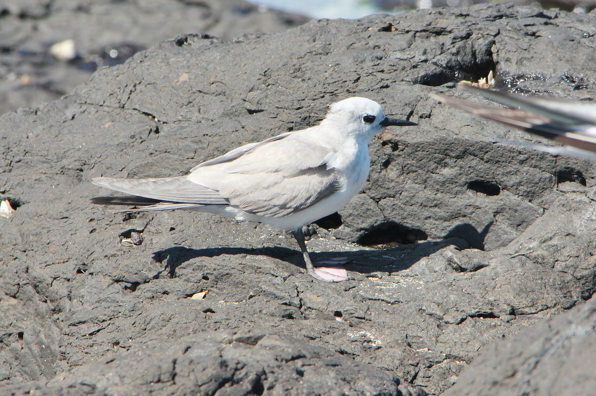 Gray Noddy - Bernie OKeefe