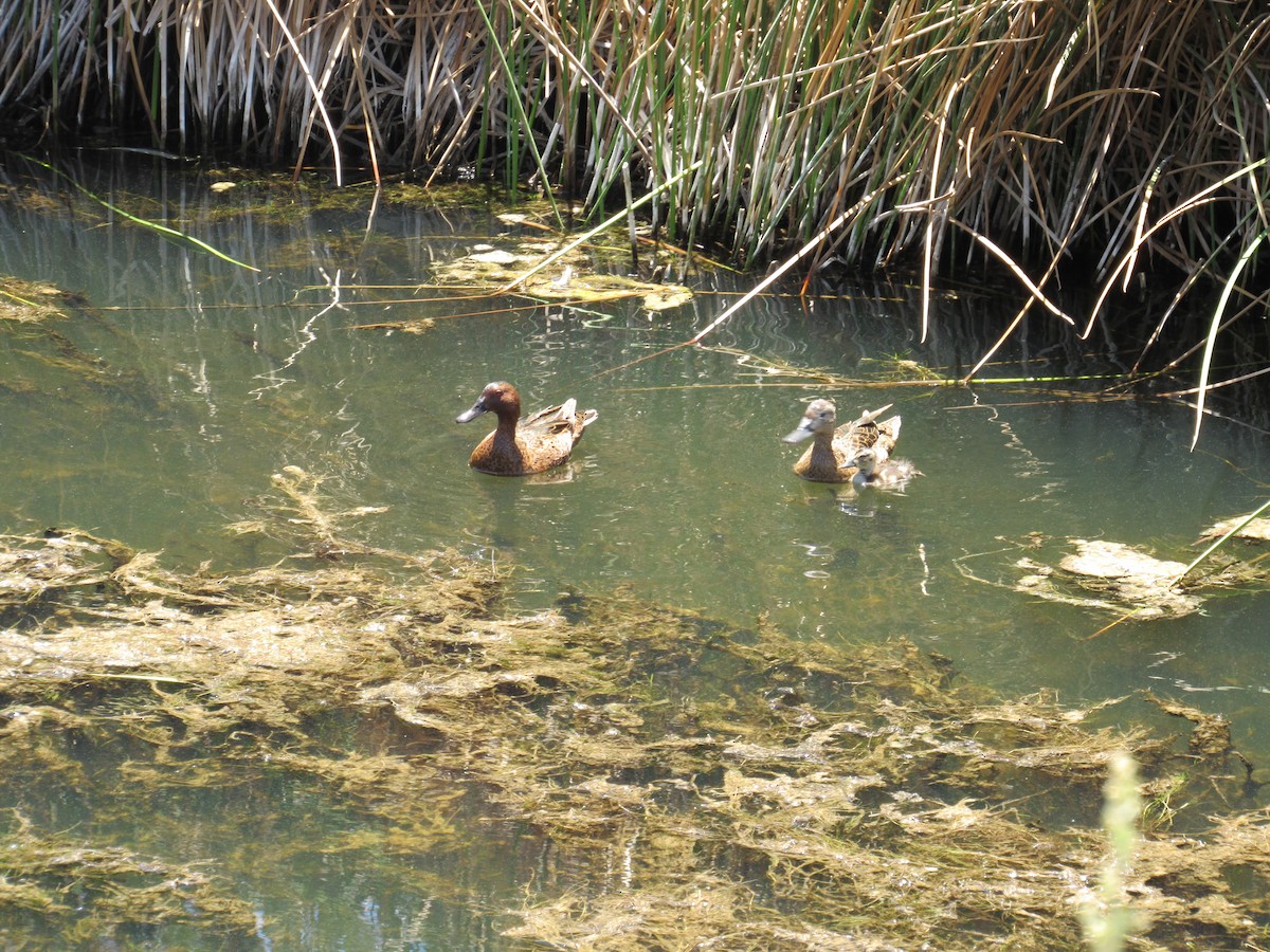 アカシマアジ - ML284233901