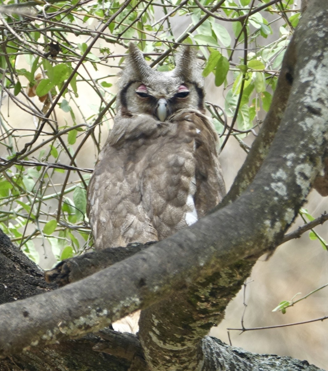 Verreaux's Eagle-Owl - ML284234171