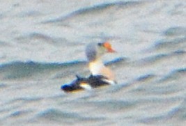 King Eider - ML284235411