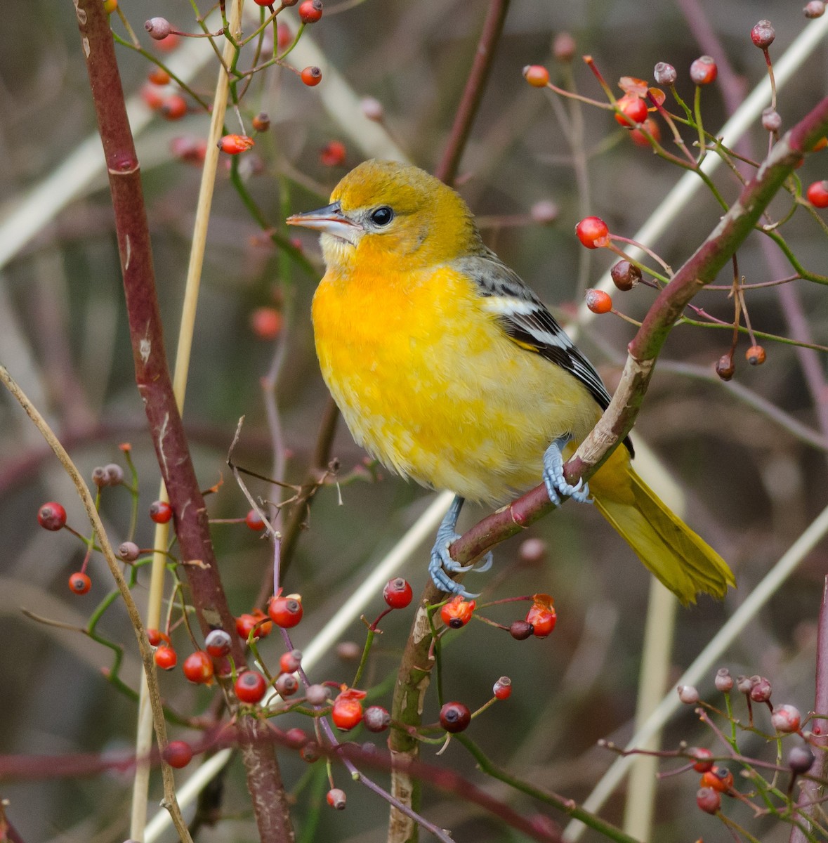 Baltimore Oriole - Alix d'Entremont