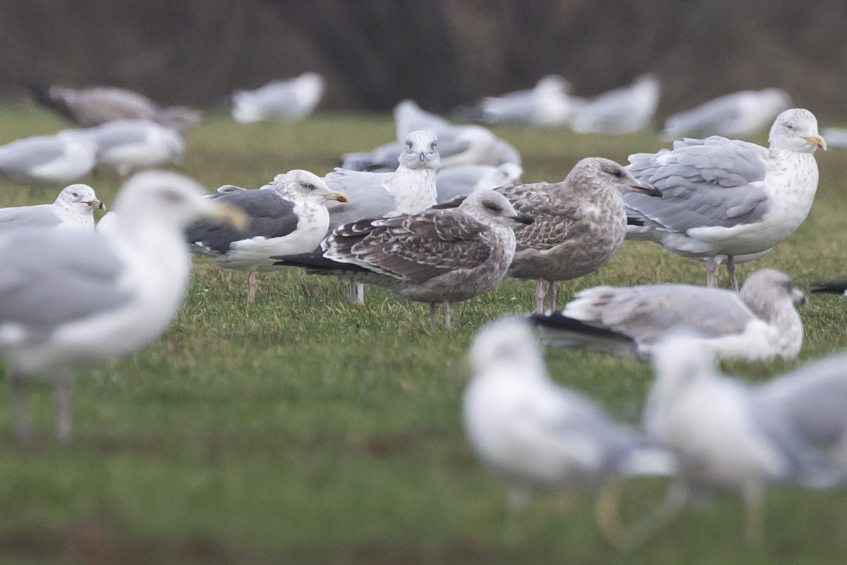 Lesser Black-backed Gull - ML284236851