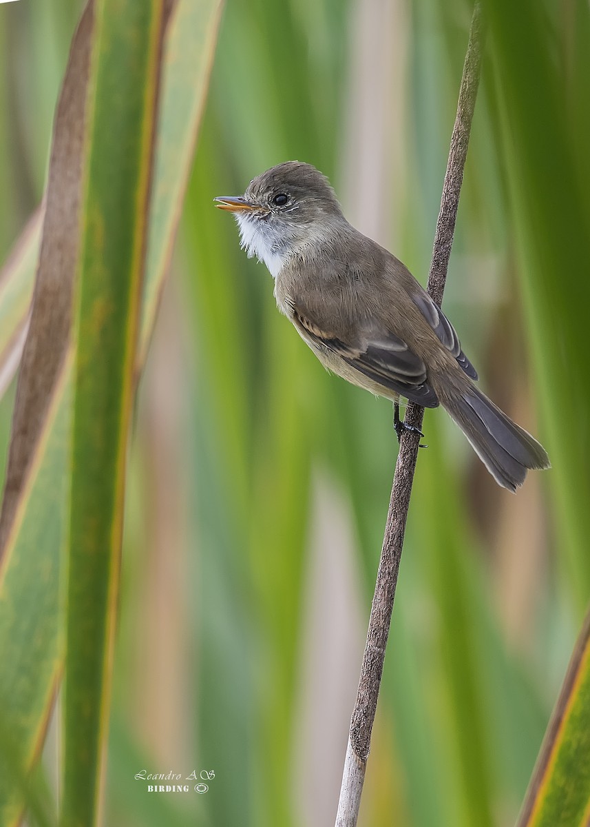 White-throated Flycatcher - ML284239111