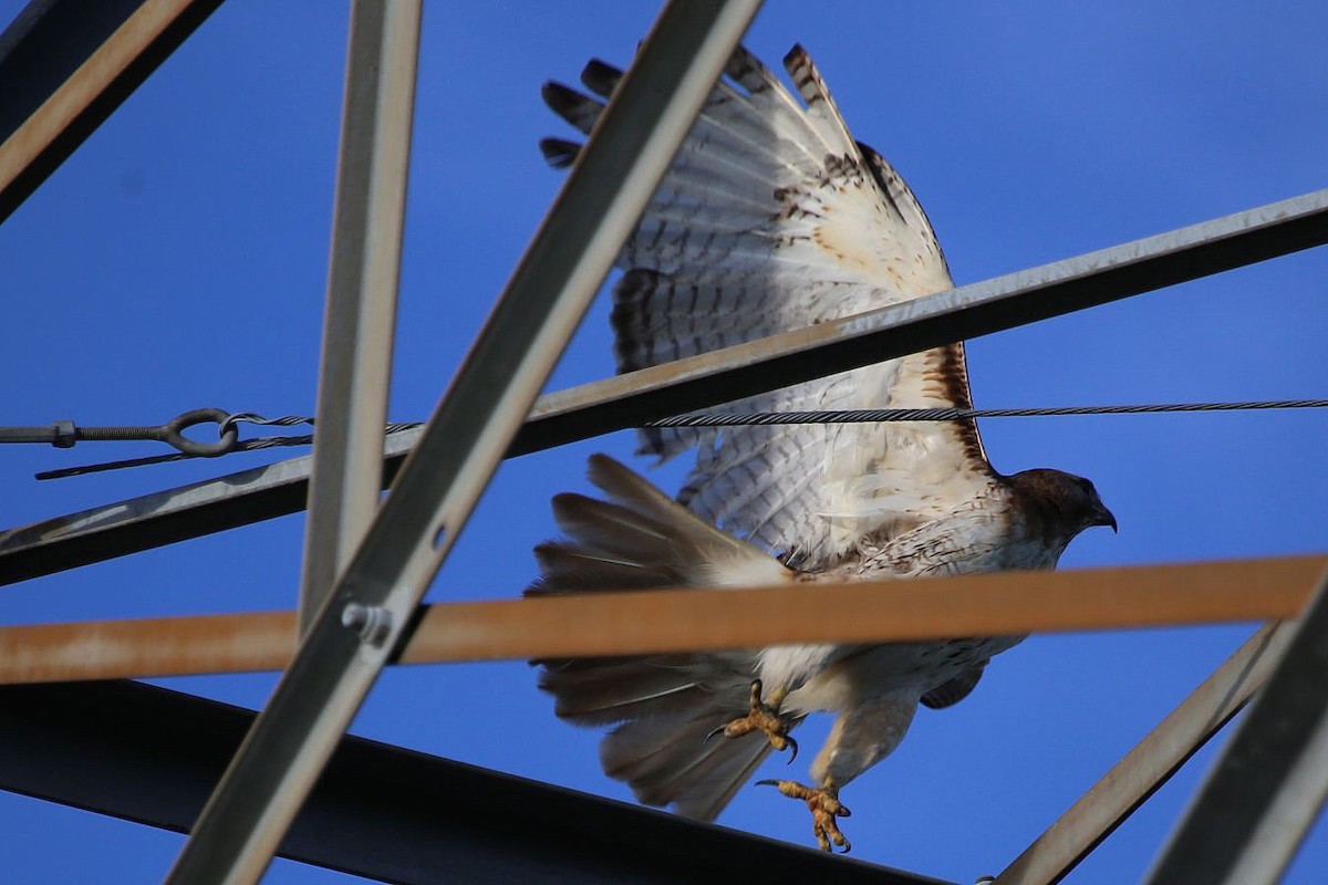 Red-tailed Hawk - Greg Page