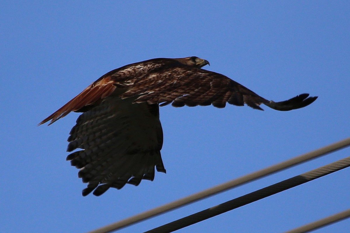 Red-tailed Hawk - Greg Page