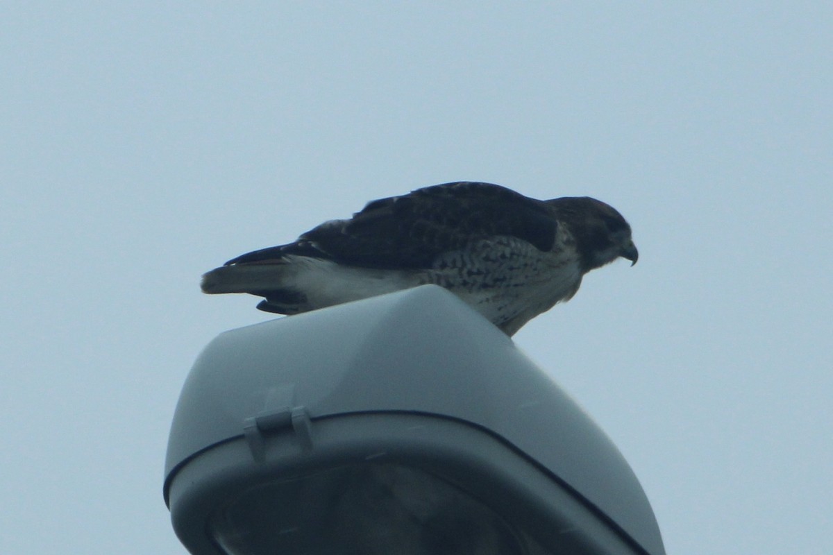 Red-tailed Hawk (borealis) - ML284240411