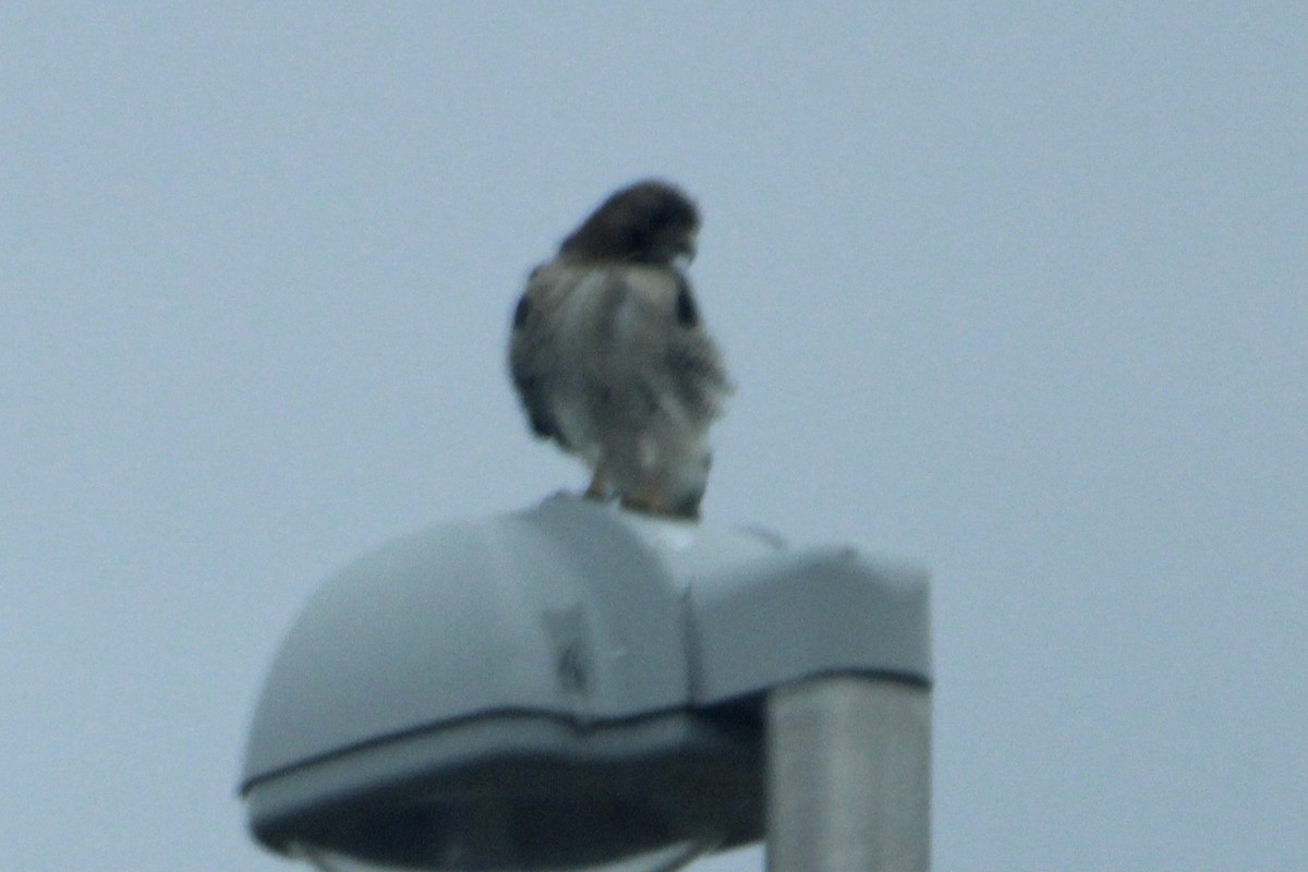 Red-tailed Hawk (borealis) - ML284240421