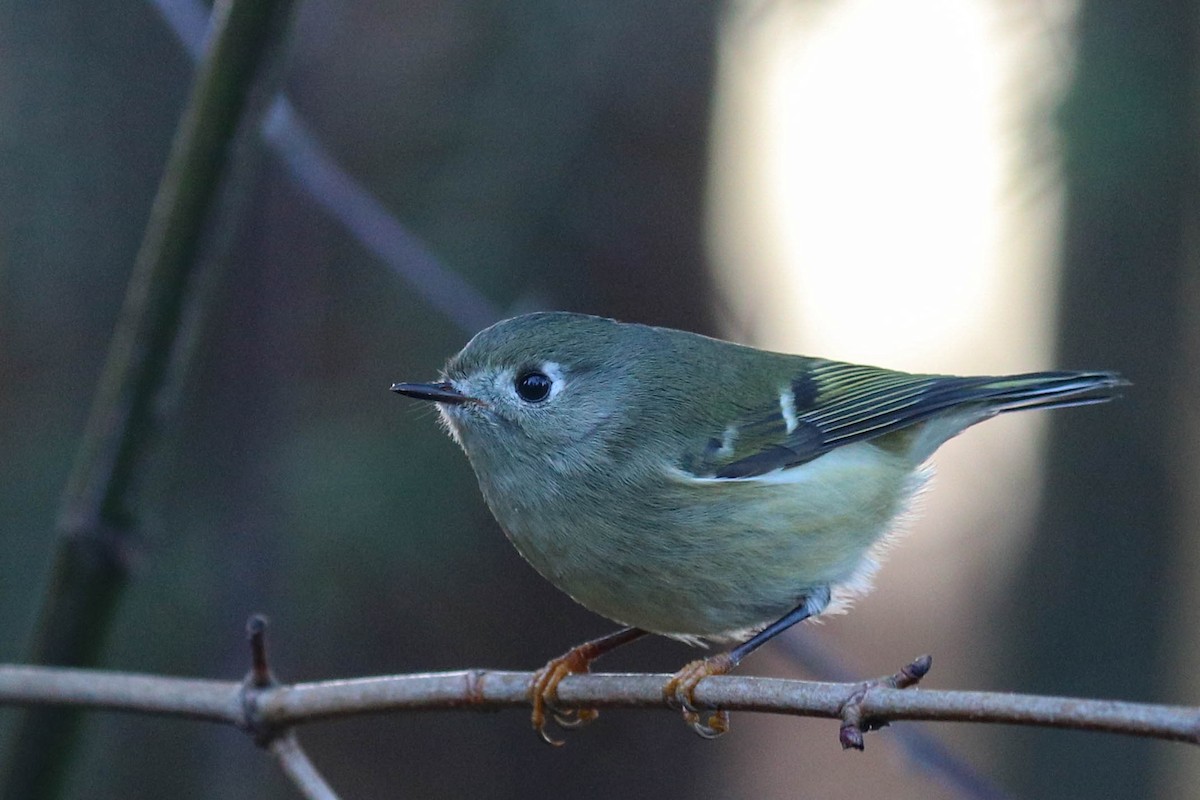 Ruby-crowned Kinglet - ML284246331