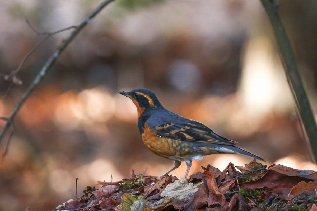 Varied Thrush - ML284246391