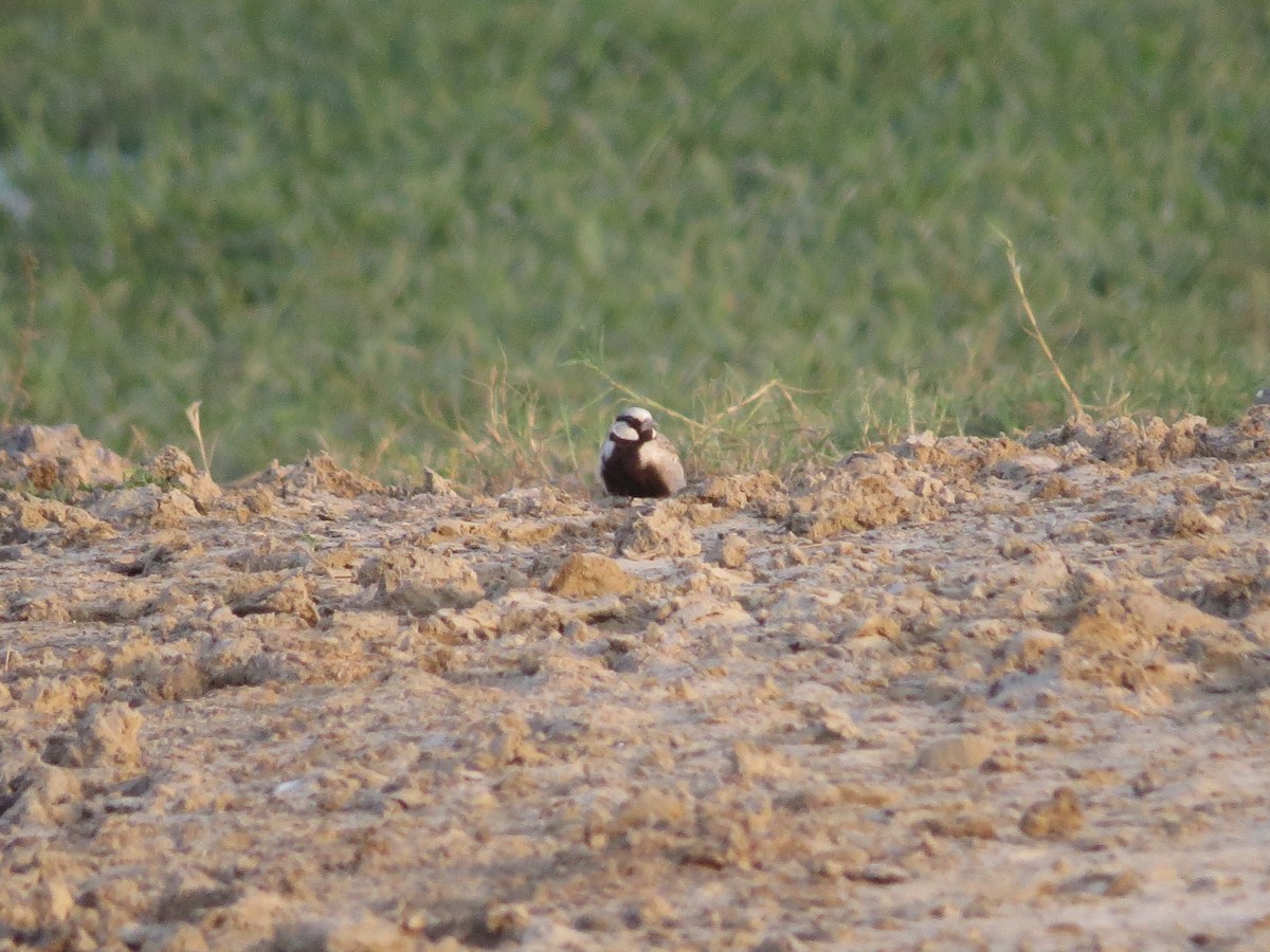 Ashy-crowned Sparrow-Lark - Richard Edden
