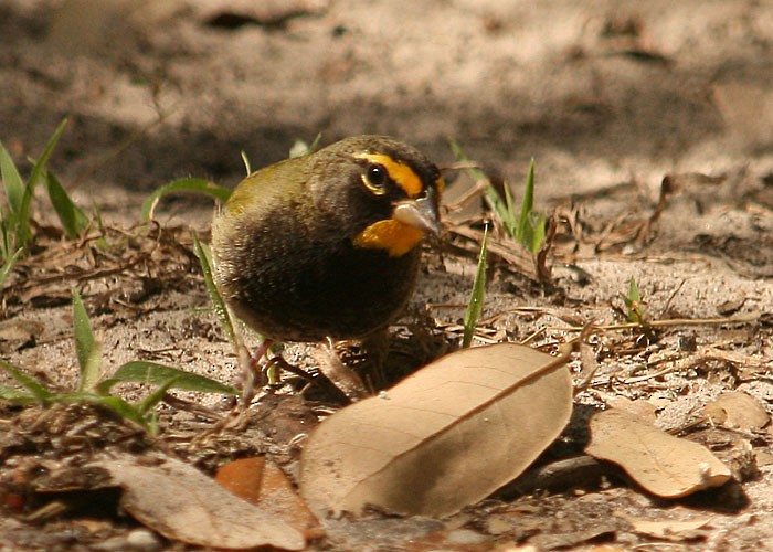 Yellow-faced Grassquit - ML284250531