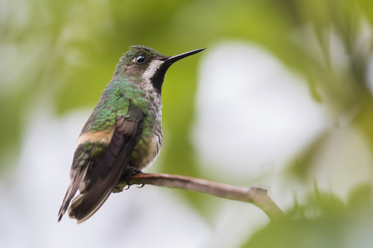 kolibřík pálkoocasý - ML284251661