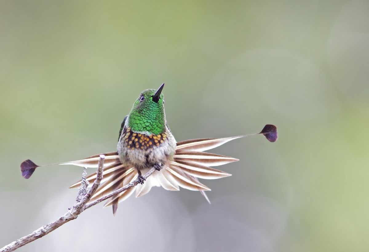kolibřík pálkoocasý - ML284252001