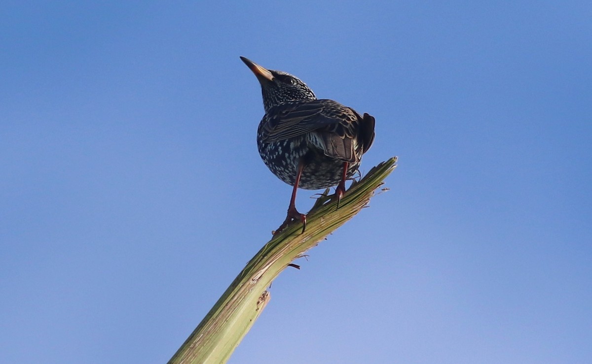 European Starling - ML284252111