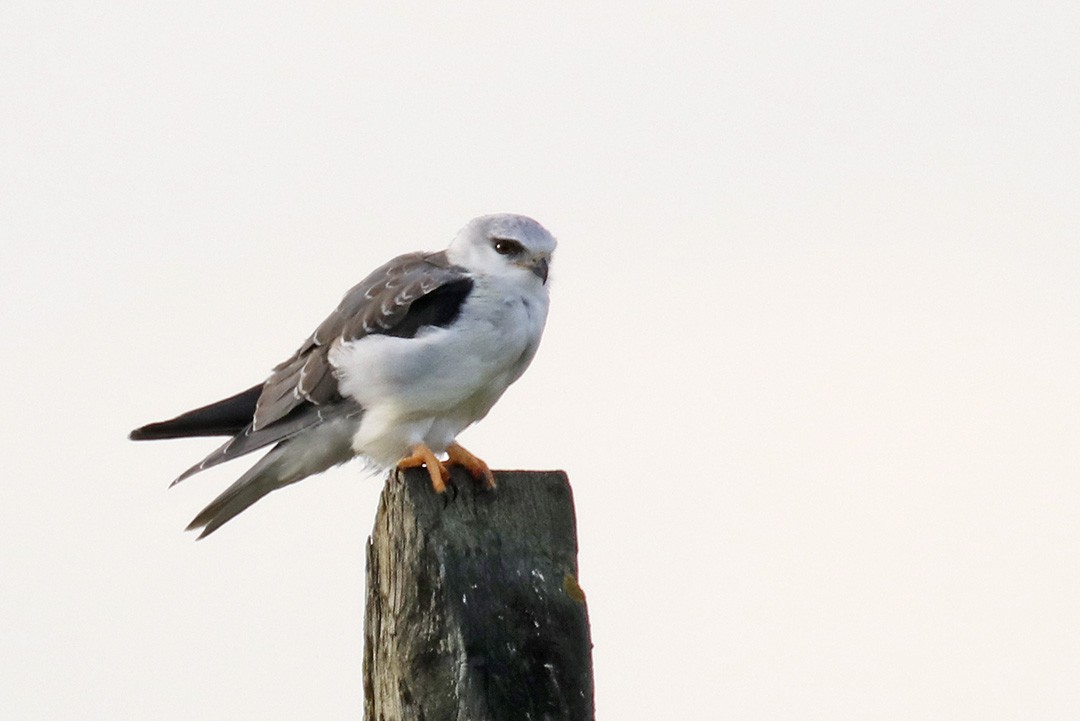 Black-winged Kite - Francisco Barroqueiro