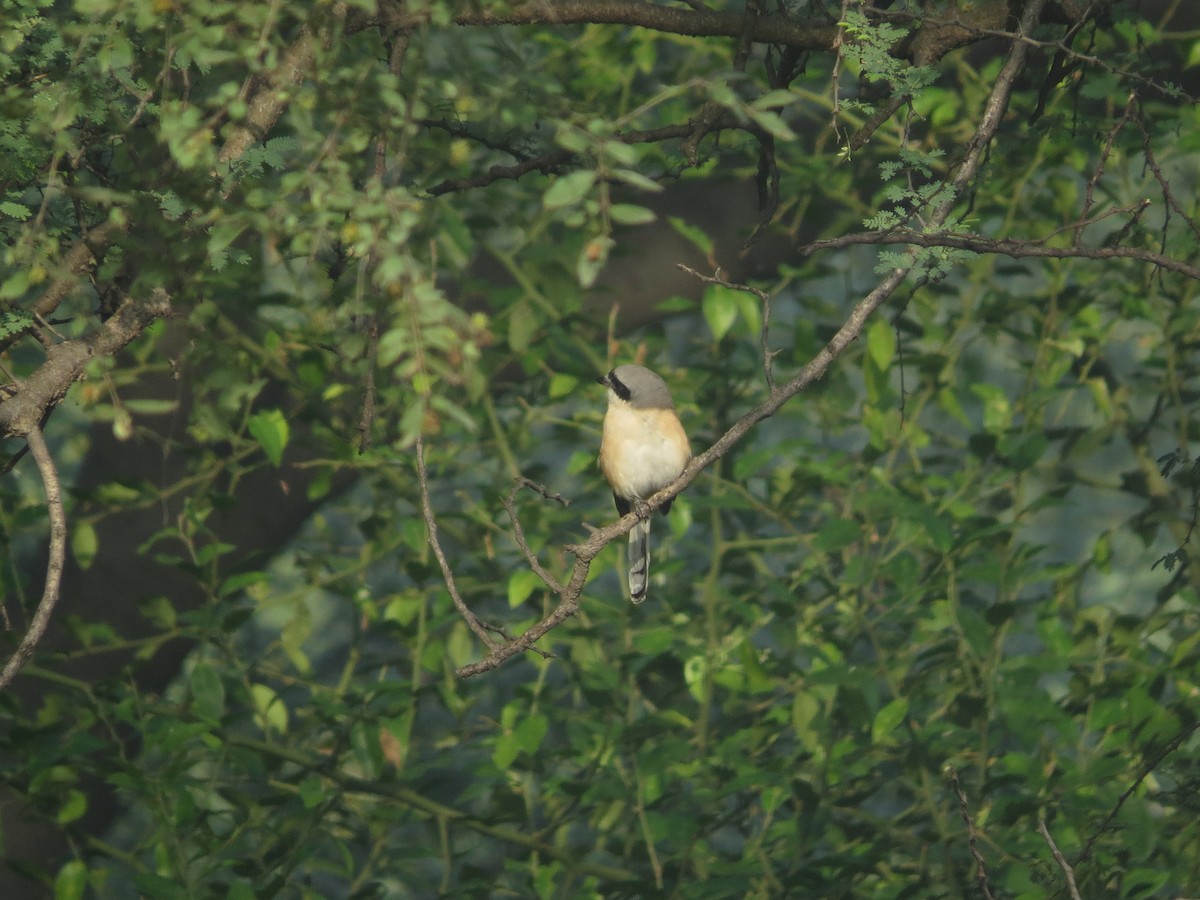 Bay-backed Shrike - ML284254041