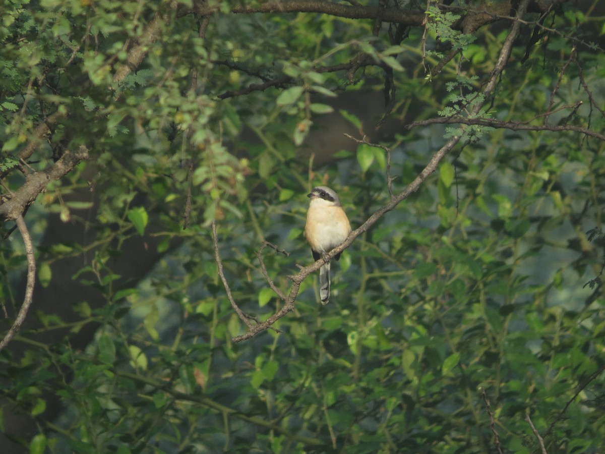 Bay-backed Shrike - ML284254051