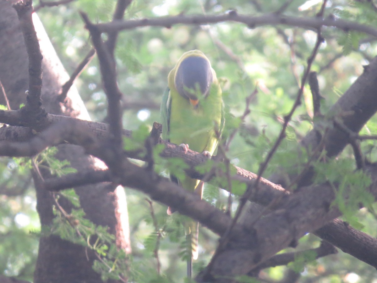 Plum-headed Parakeet - ML284254201