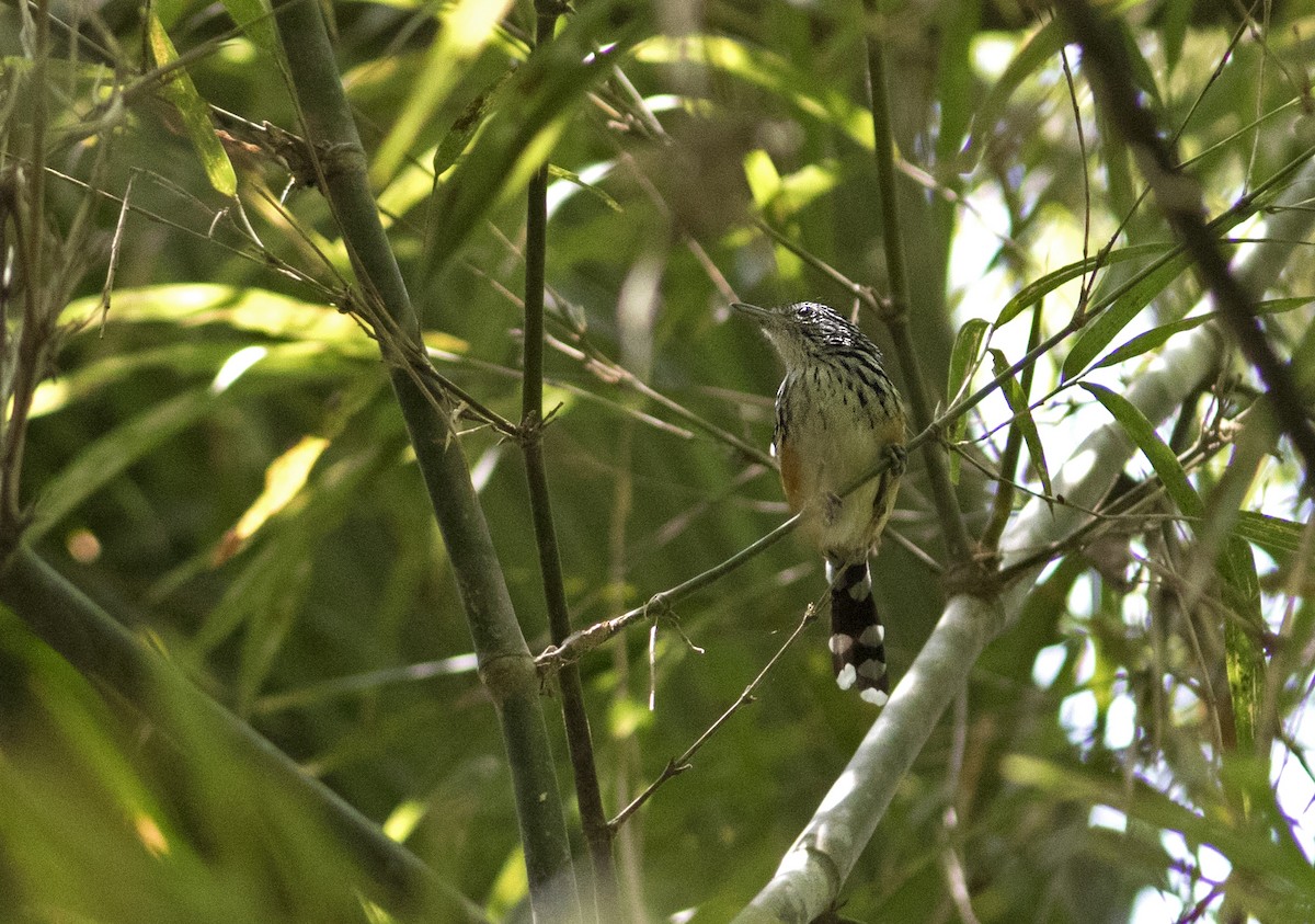 Striated Antbird - Caio Brito