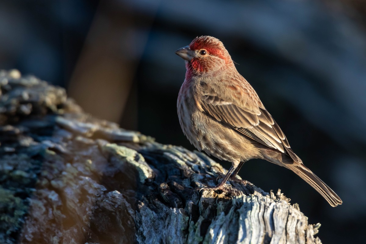 House Finch - ML284254831