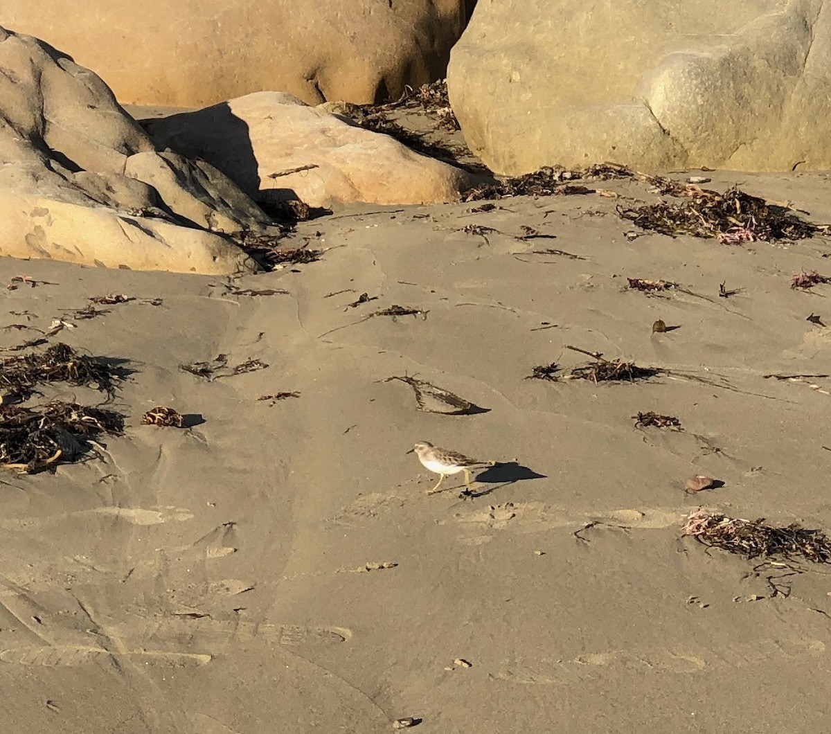 Least Sandpiper - ML284256481