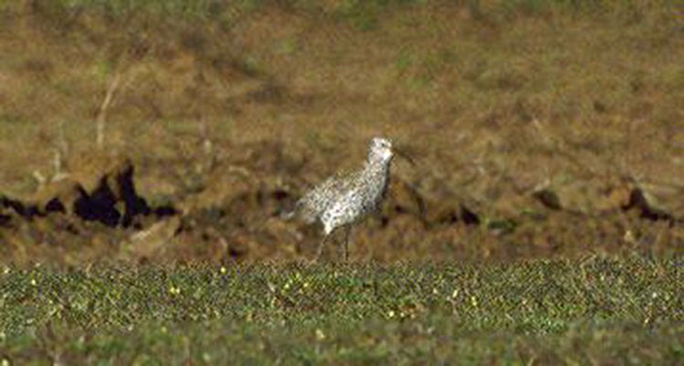 Slender-billed Curlew - ML28425931