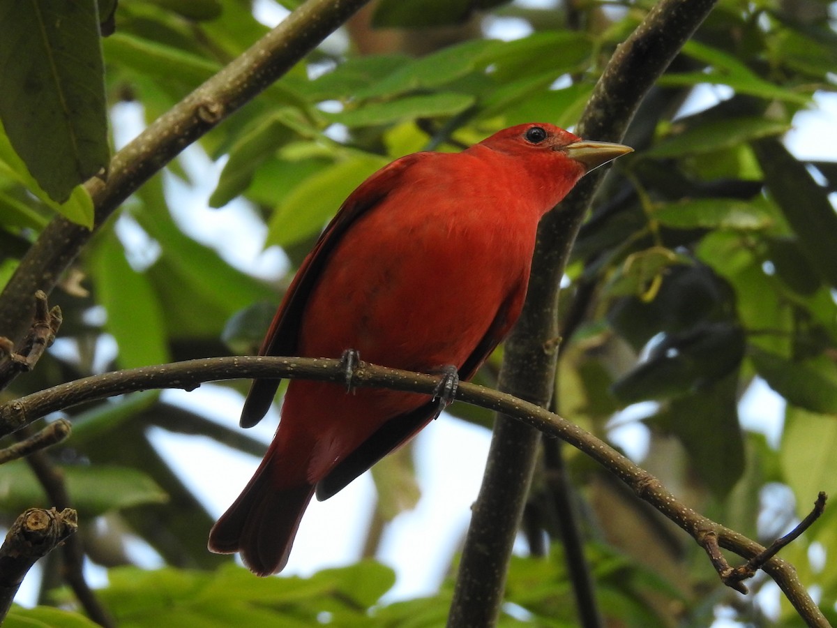 Summer Tanager - ML284259701
