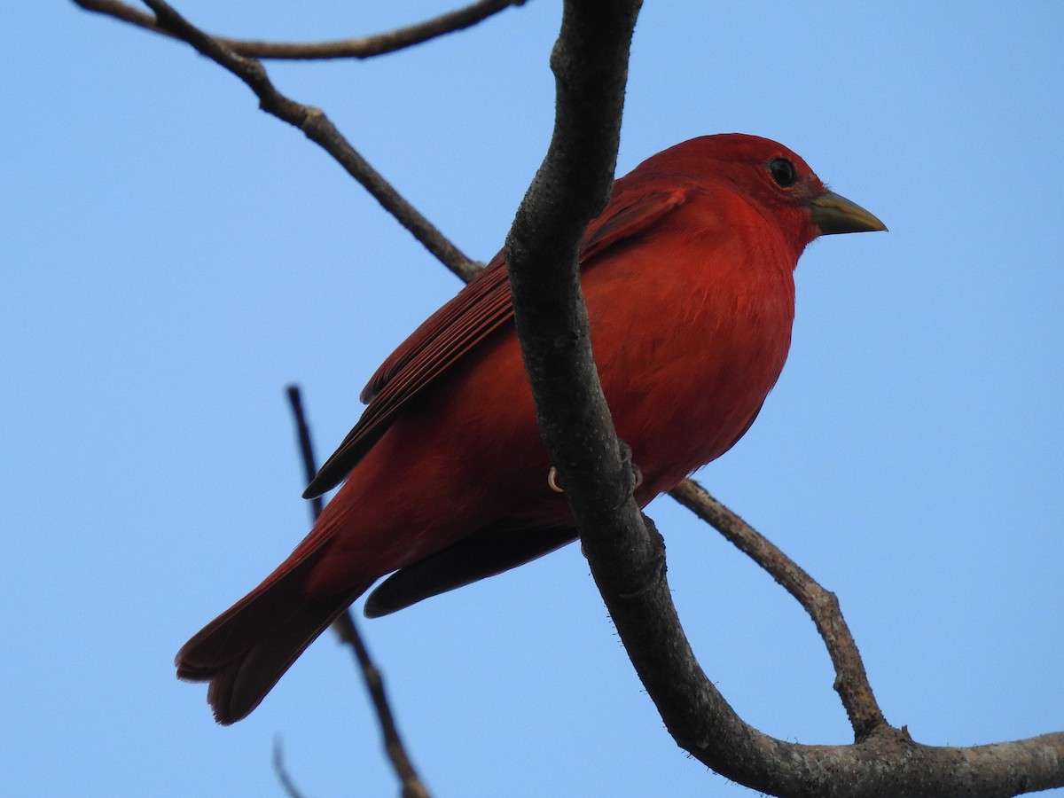 Summer Tanager - ML284259921