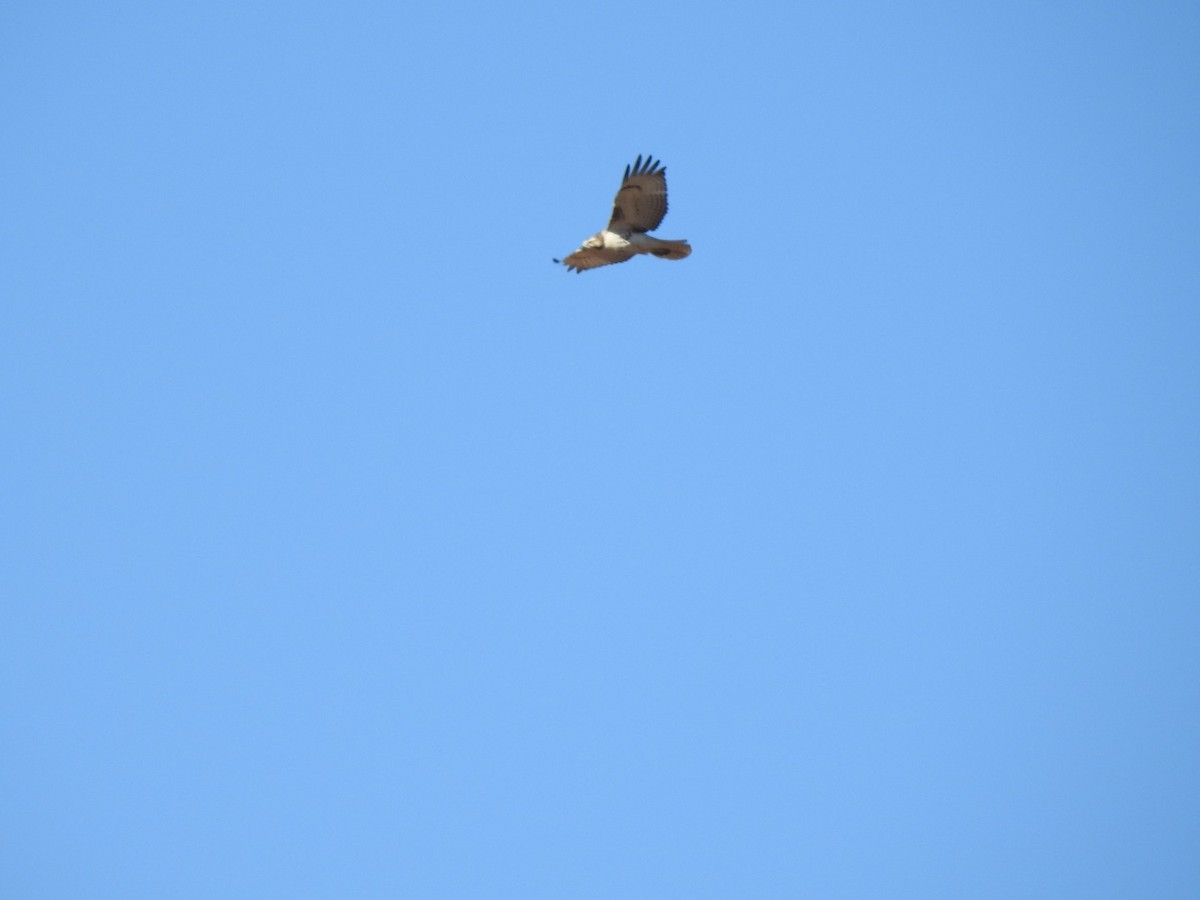 Red-tailed Hawk - ML284260741
