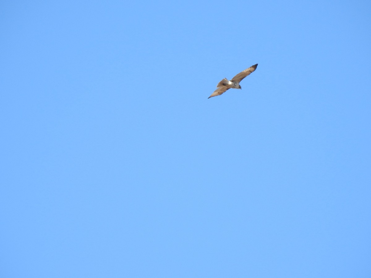 Red-tailed Hawk - ML284260751