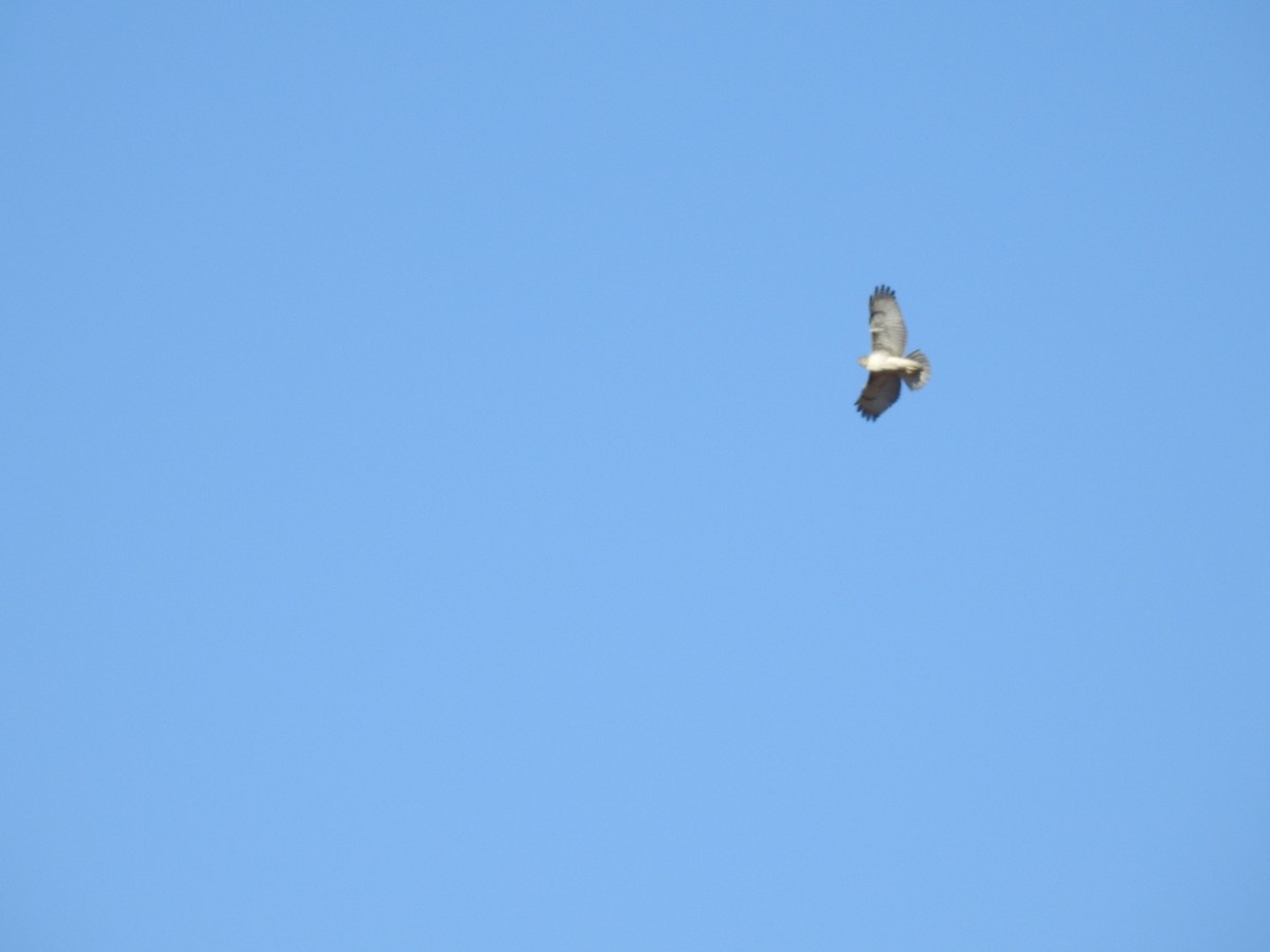 Red-tailed Hawk - ML284260761