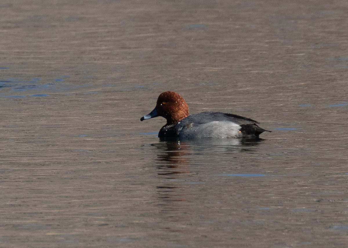 Redhead - ML284260981