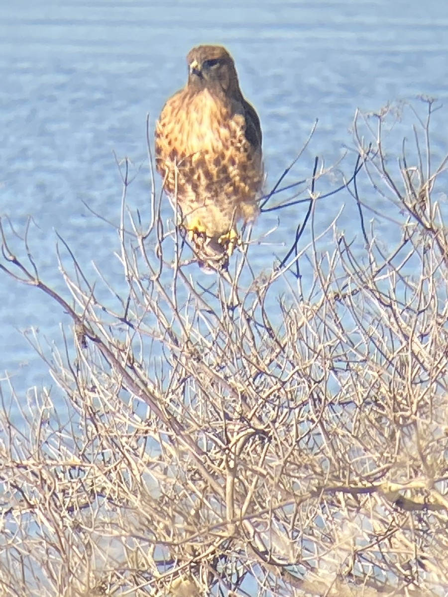 Red-tailed Hawk - ML284261071