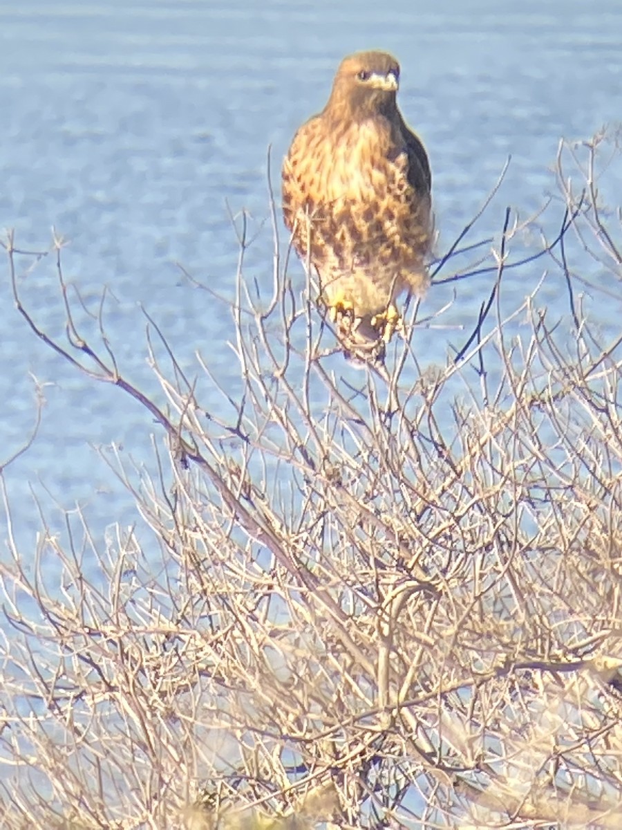 Red-tailed Hawk - ML284261091