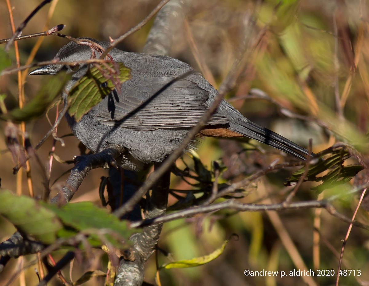 Pájaro Gato Gris - ML284261691