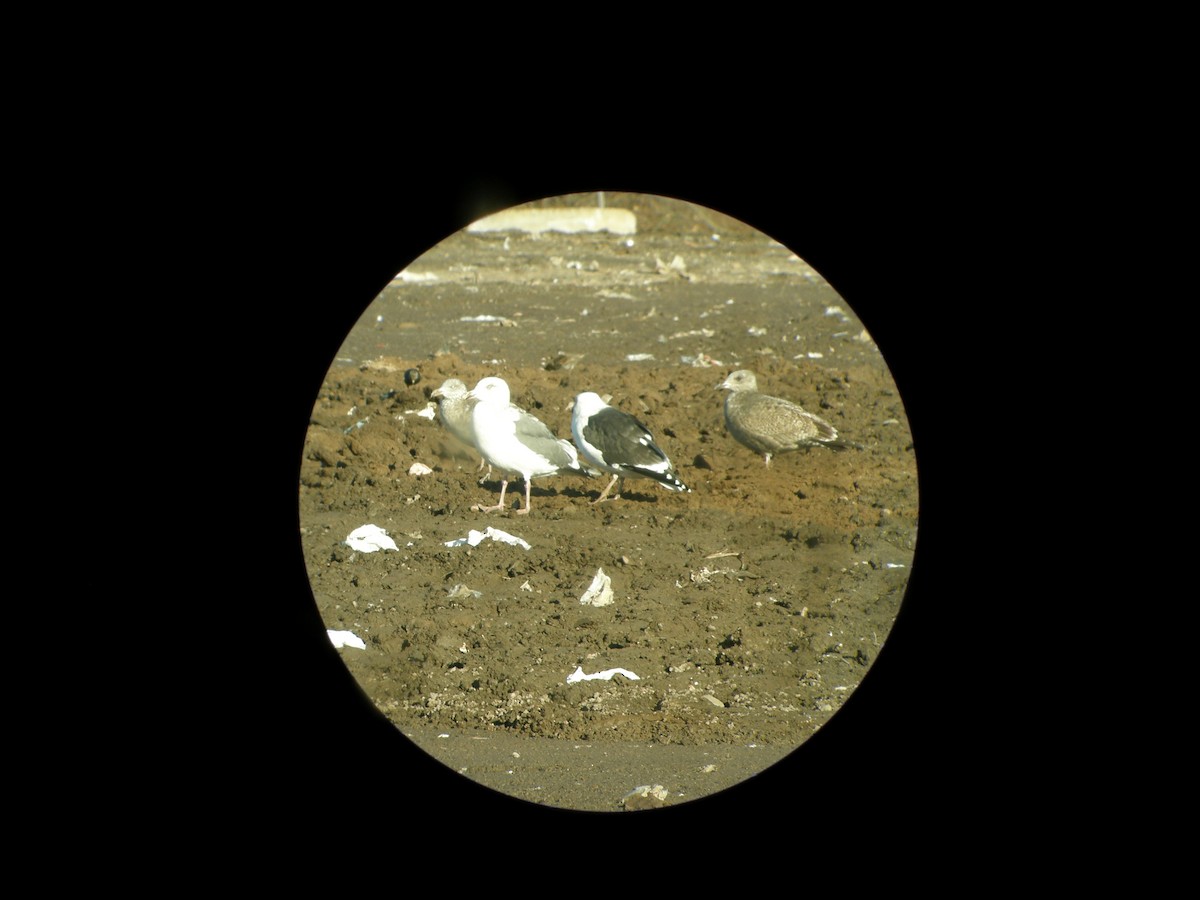 שחף צפחתי - ML284261711