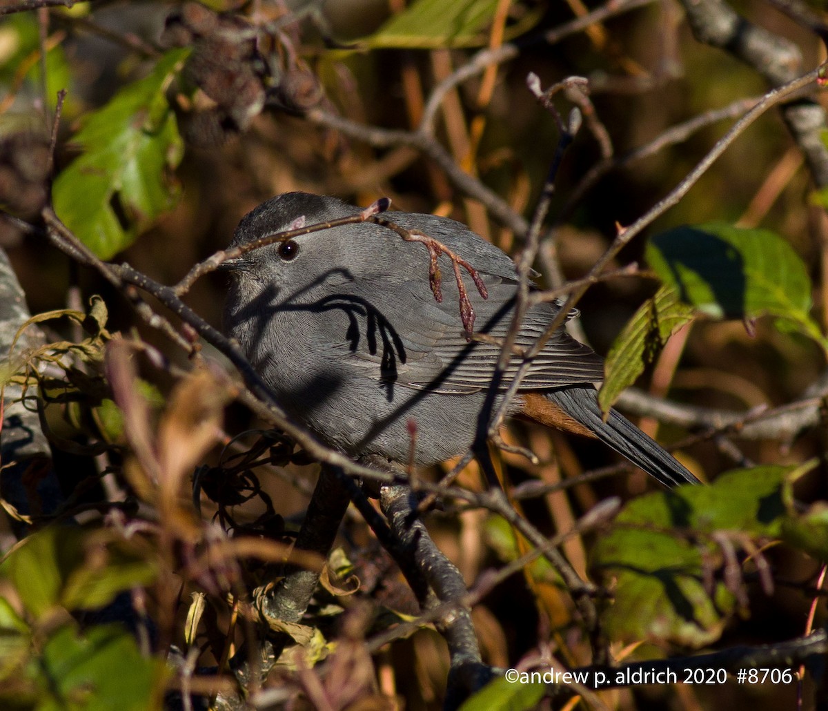 Gray Catbird - andrew aldrich