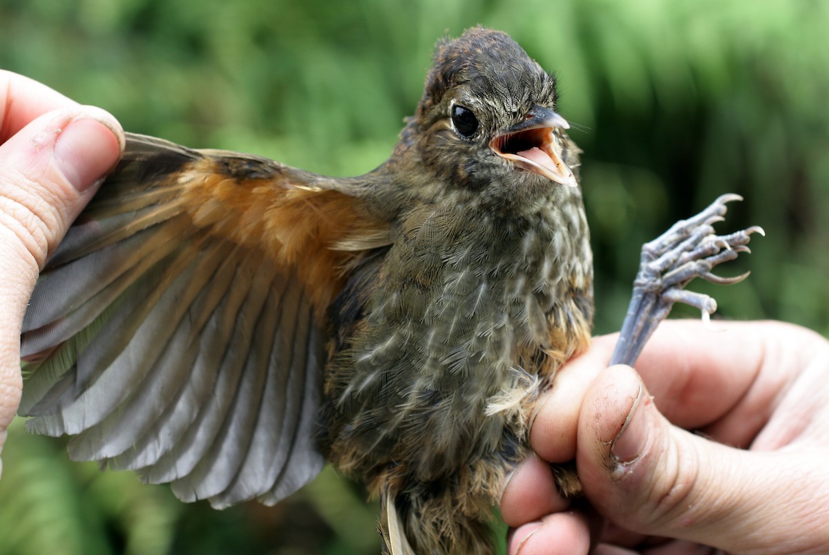 Cundinamarca Antpitta - Andrés M. Cuervo