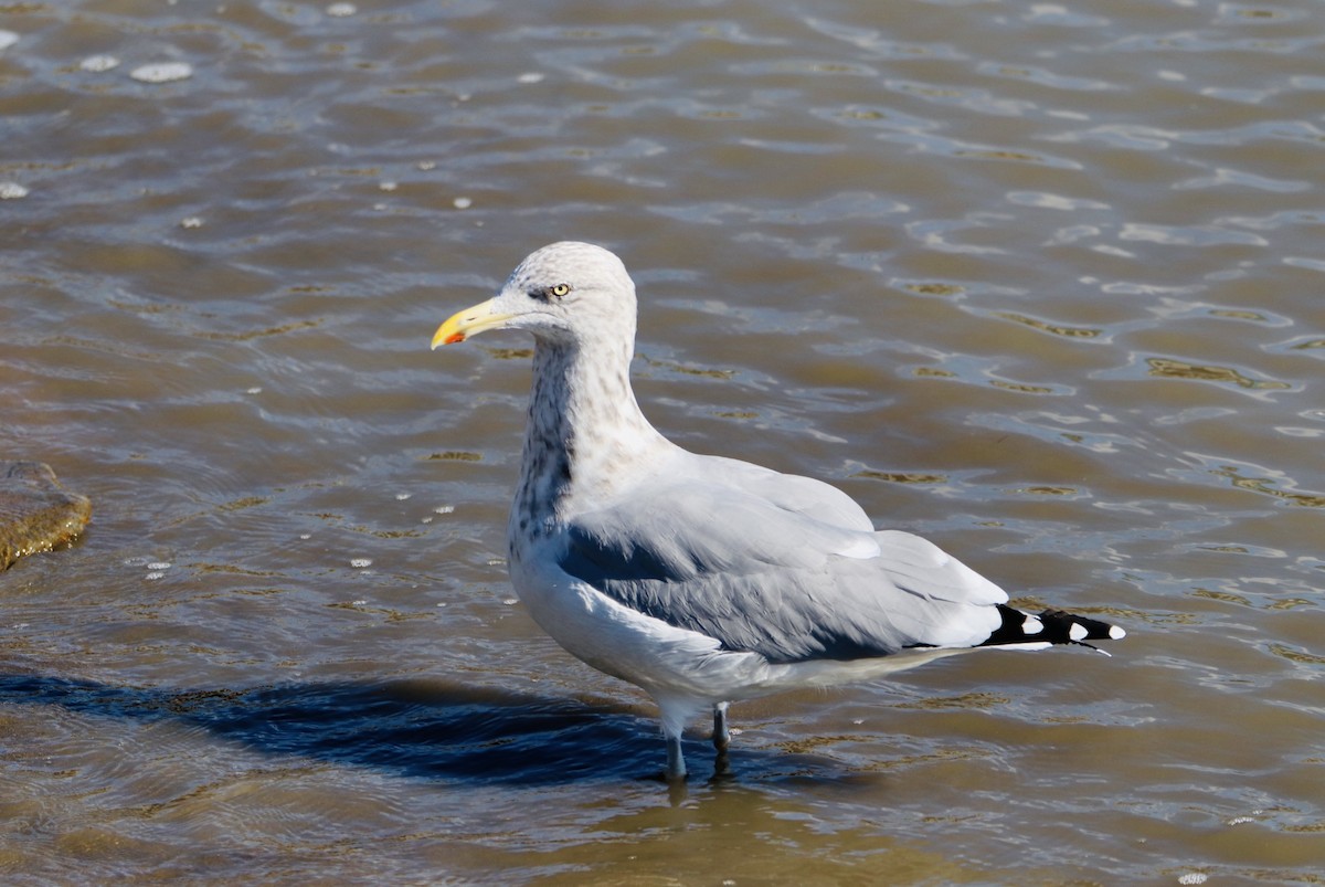 Herring Gull - Melvern Martin