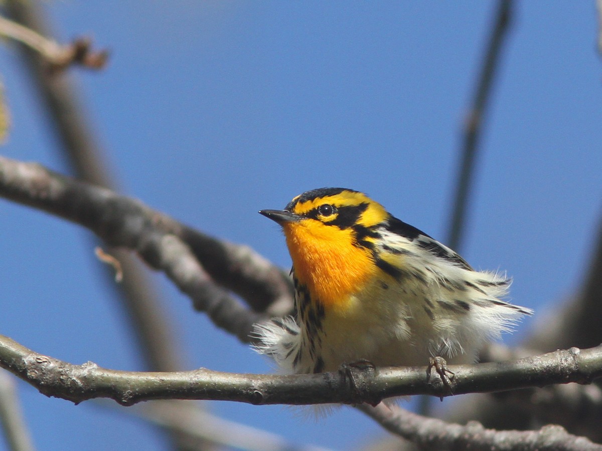 Blackburnian Warbler - Larry Therrien