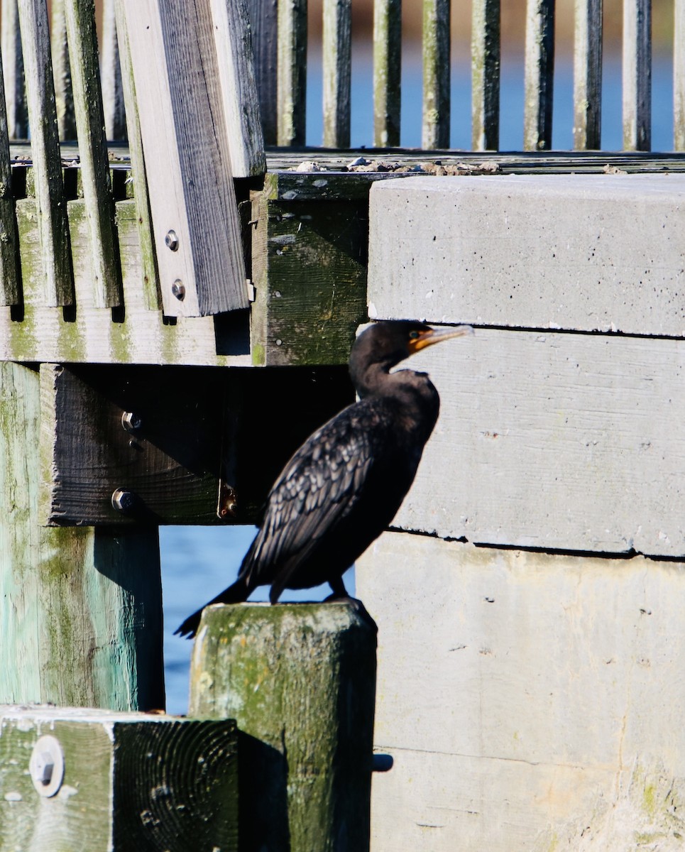 Double-crested Cormorant - Melvern Martin