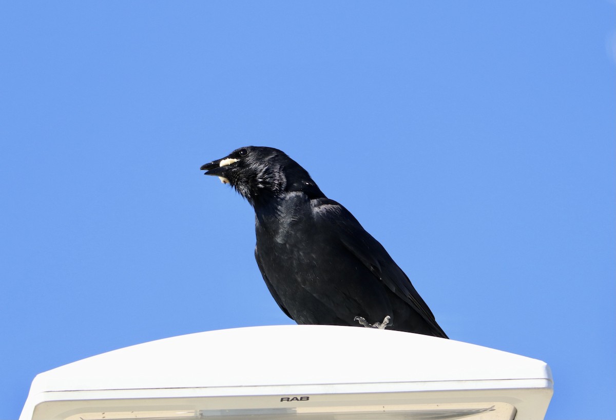 American Crow - Melvern Martin