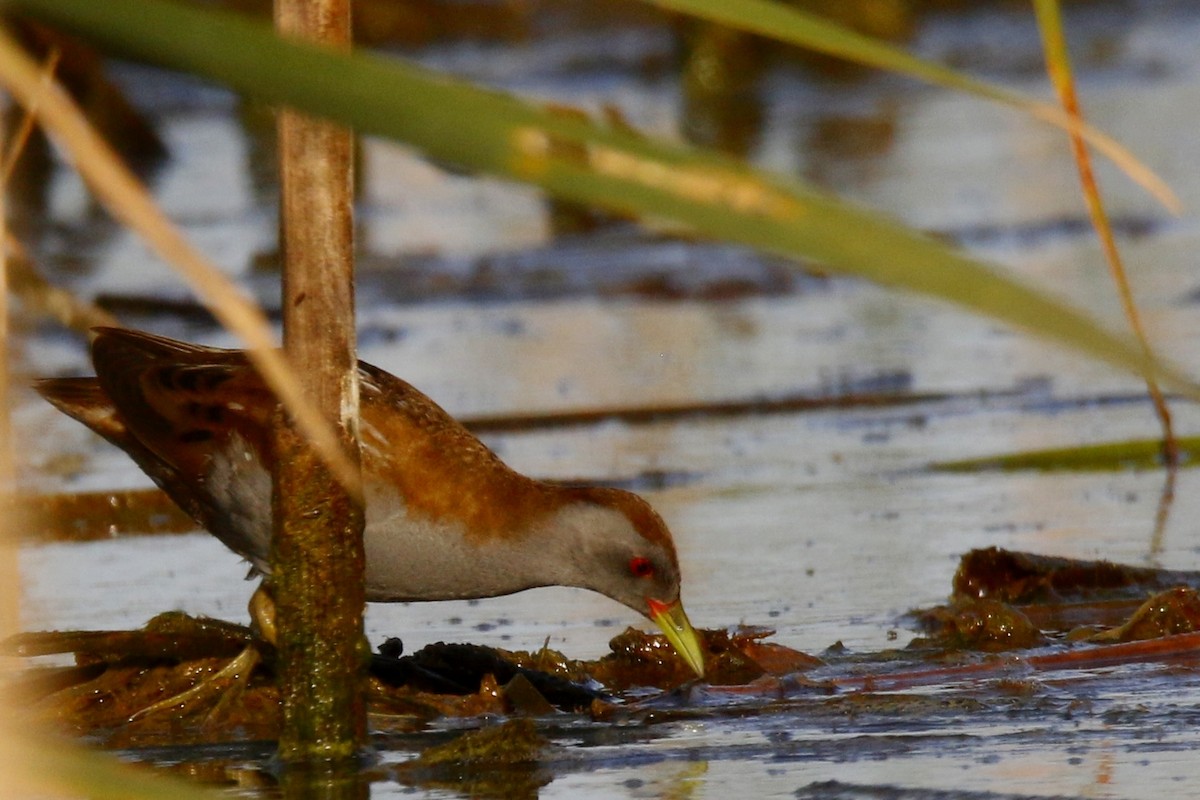 Little Crake - ML284264151