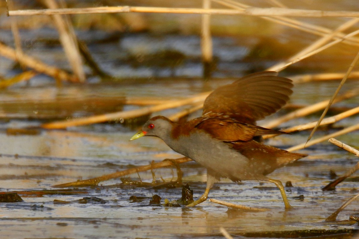 Little Crake - Tiago Guerreiro