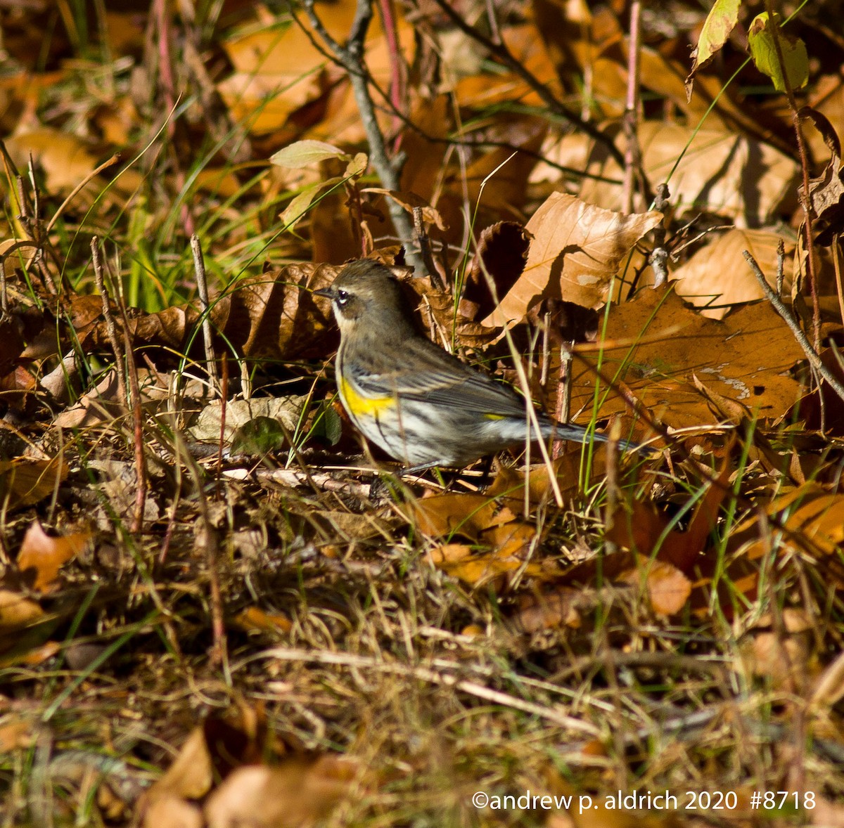 Yellow-rumped Warbler - andrew aldrich