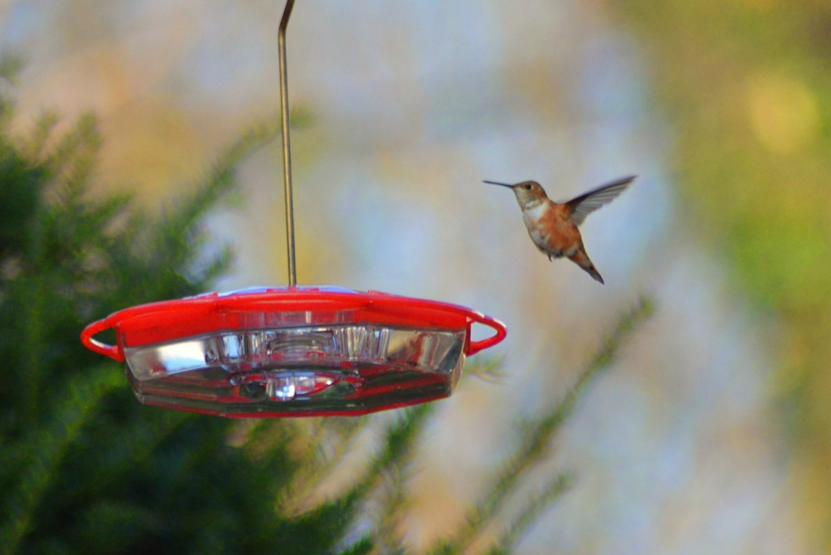 Rufous Hummingbird - ML284266461