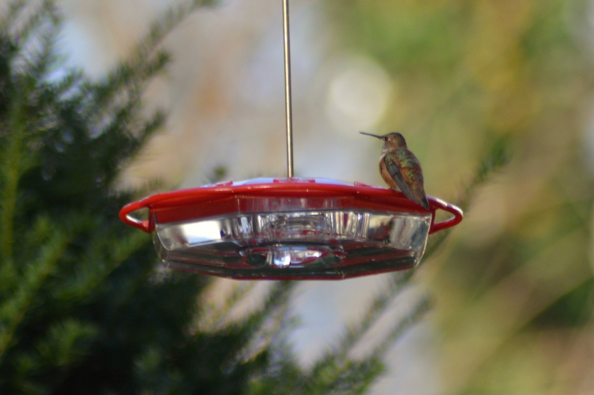 Rufous Hummingbird - ML284266531