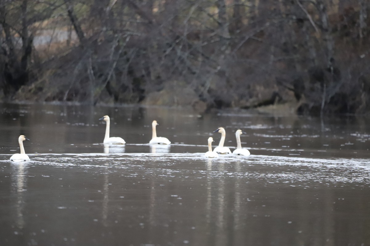 Tundra Swan - ML284266741